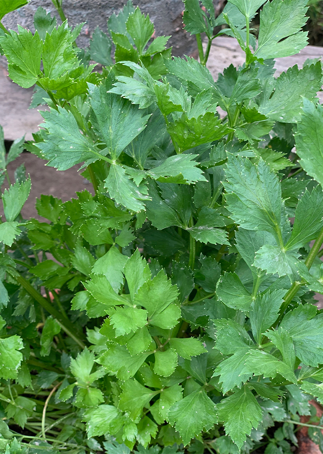Ramuan Seledri