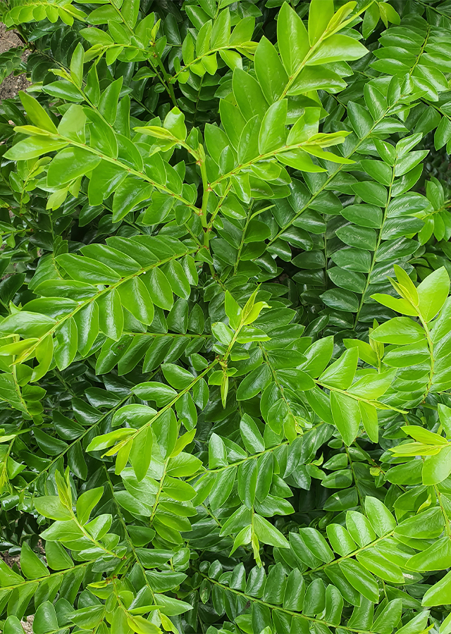 Ramuan Seligi