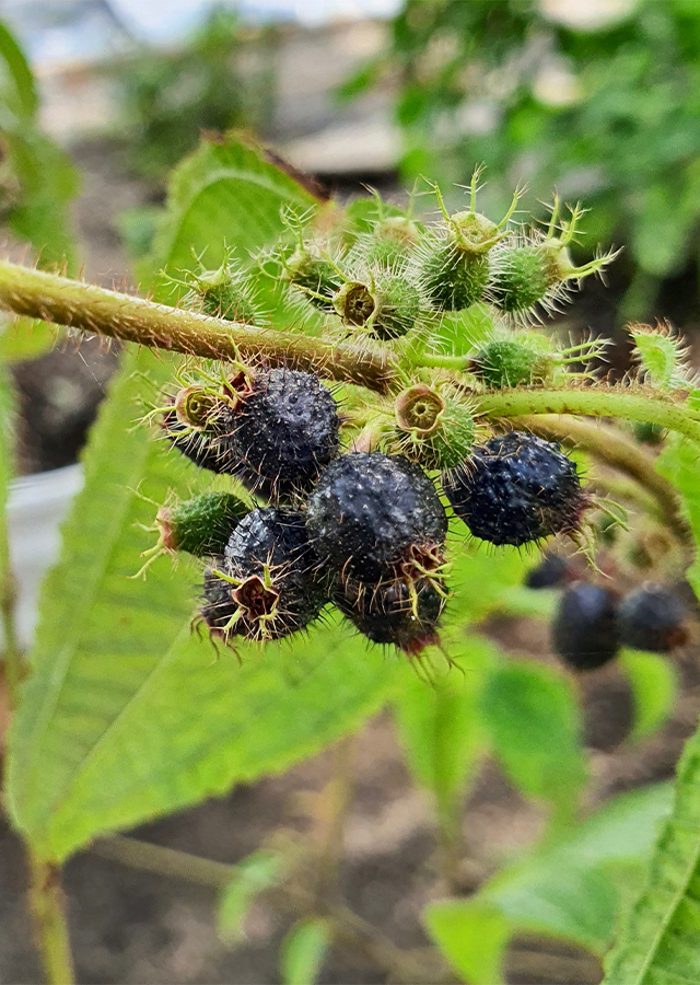 Kandungan Senggani Bulu