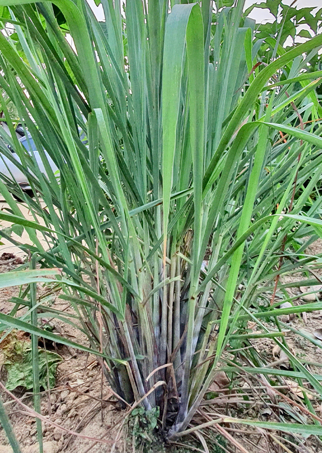 Kandungan Sereh Wangi