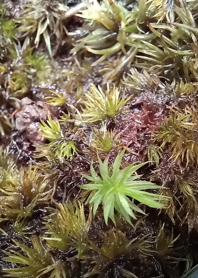 Ramuan Sijergal