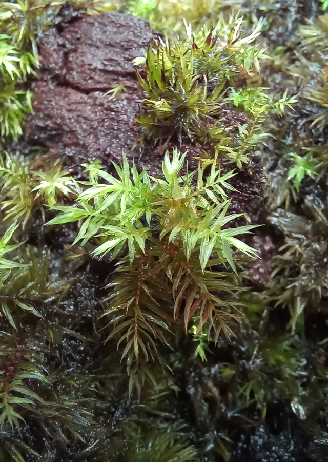 Kandungan Sijergal