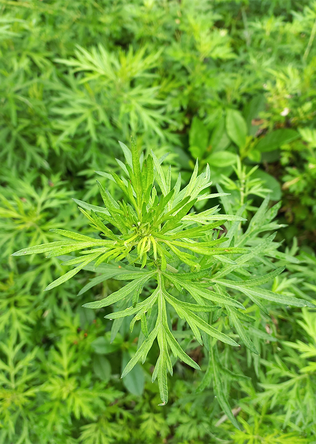 Ramuan Silvery Wormwood