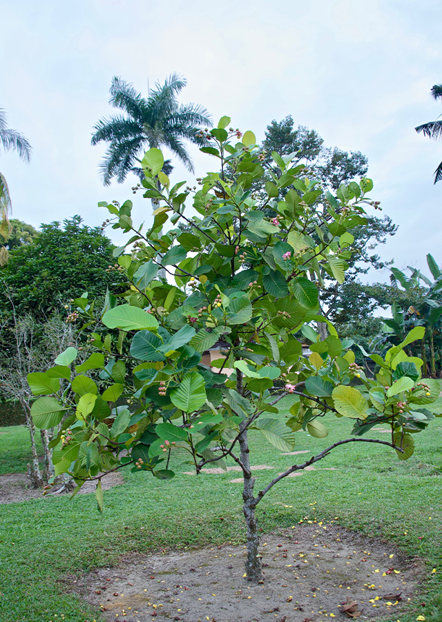 Kandungan Simpur air