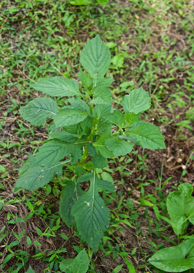 Kandungan Sintrong