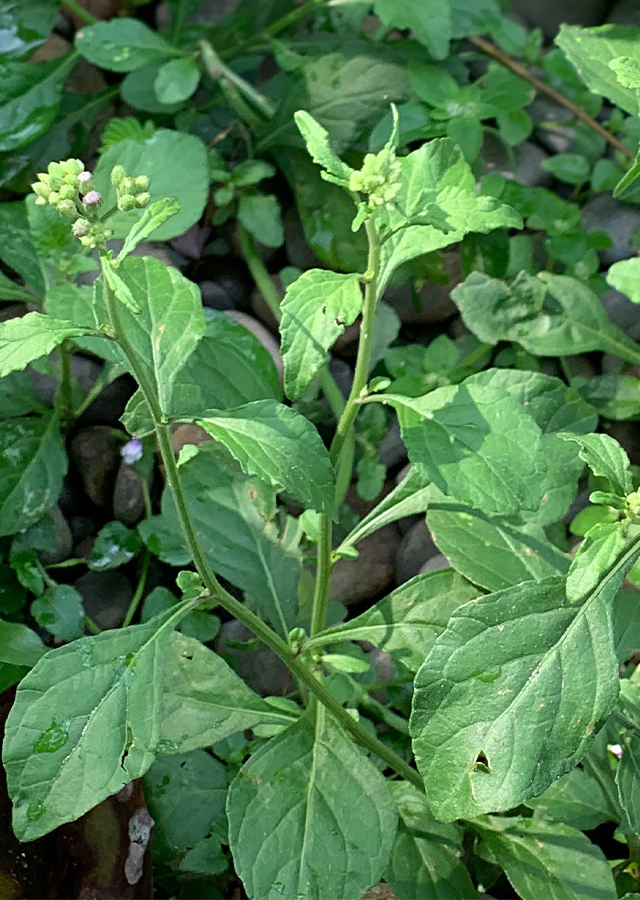 Ramuan Sirangak