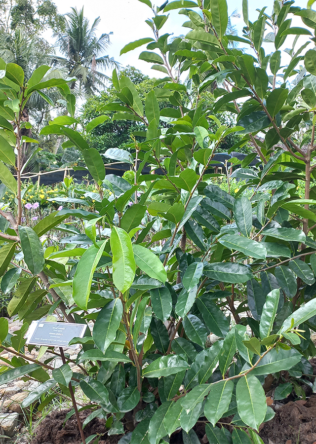 Kandungan Sirsak Gundul