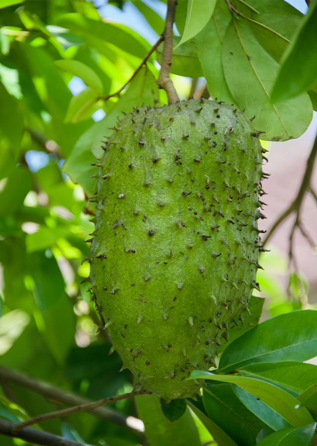 Kandungan Sirsak