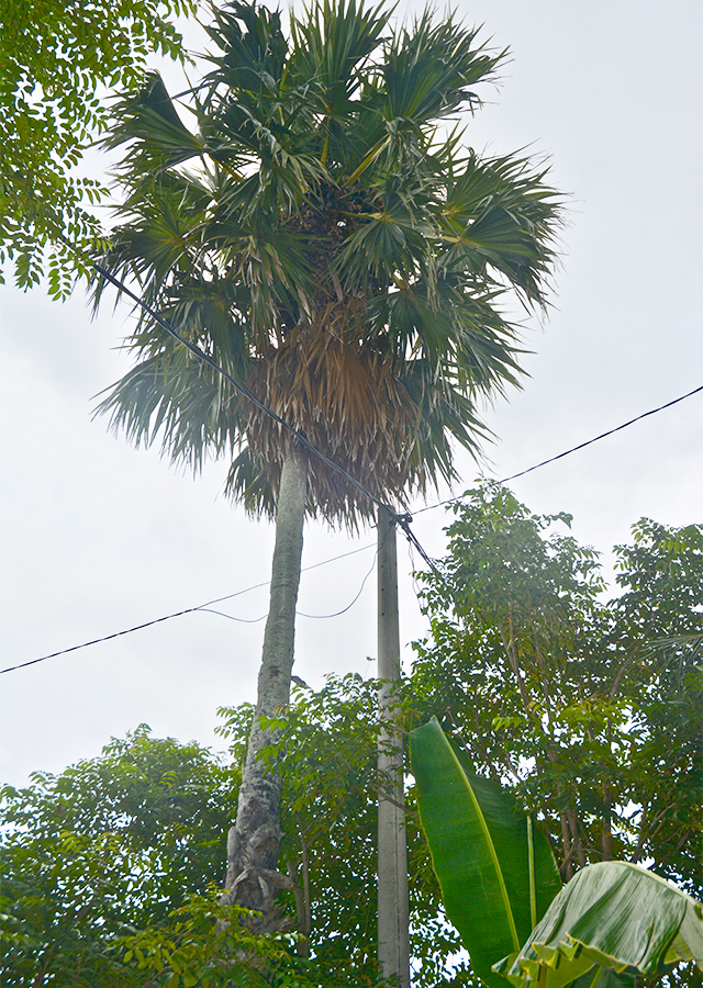 Ramuan Siwalan