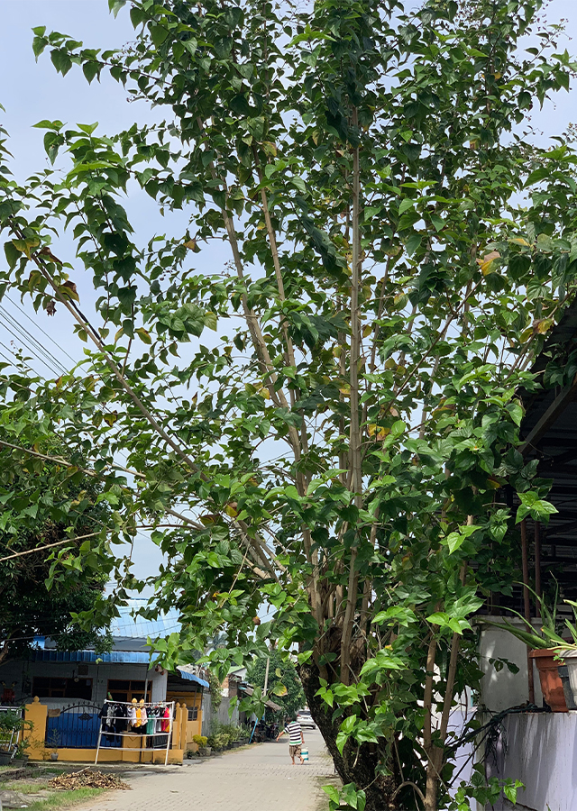 Ramuan Sri Gading