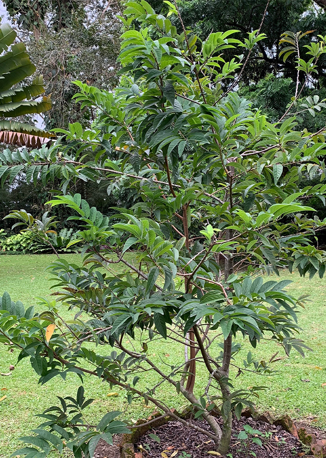 Kandungan Srikaya