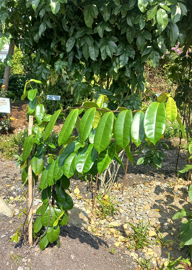 Kandungan Strofantus Ungu