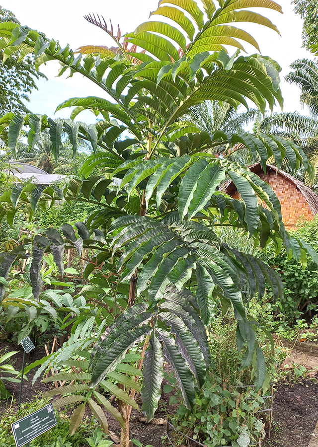 Ramuan Sungkai