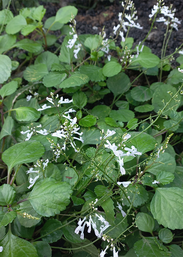 Kandungan Swedish Ivy