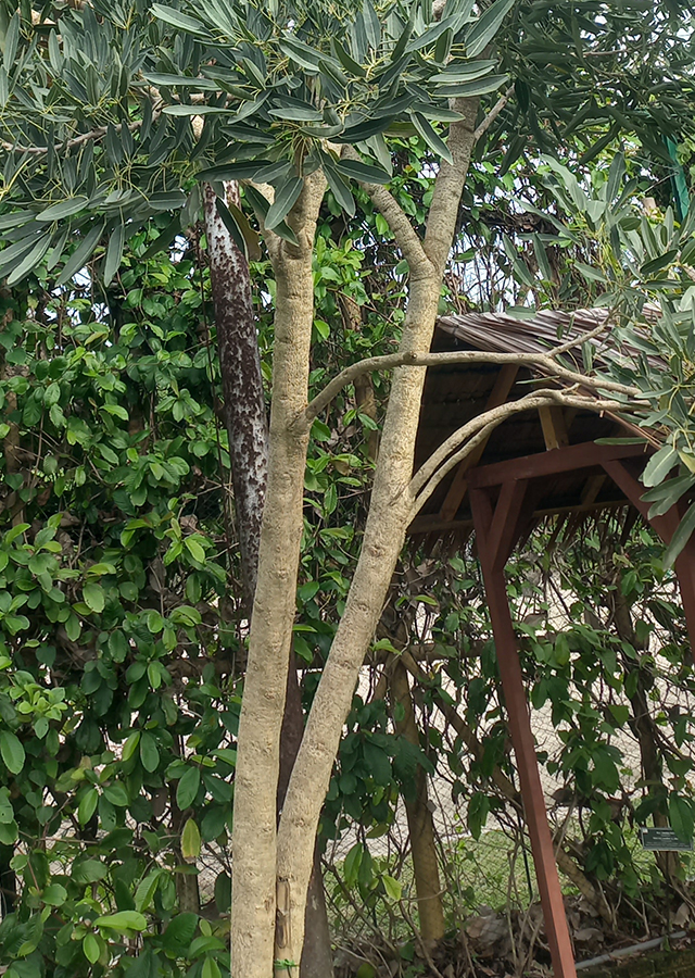 Kandungan Tabebuia Bunga Kuning