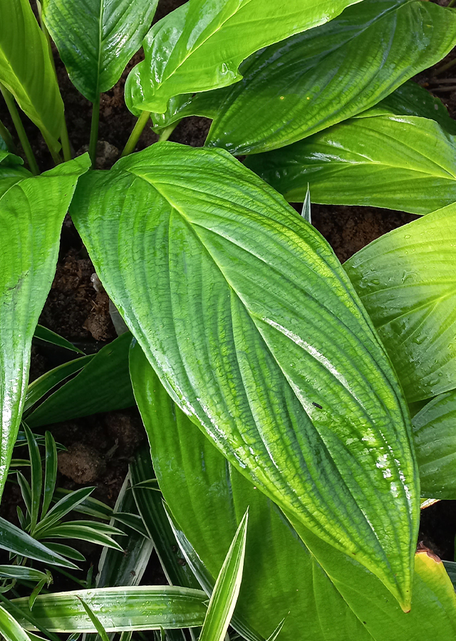 Ramuan Taka