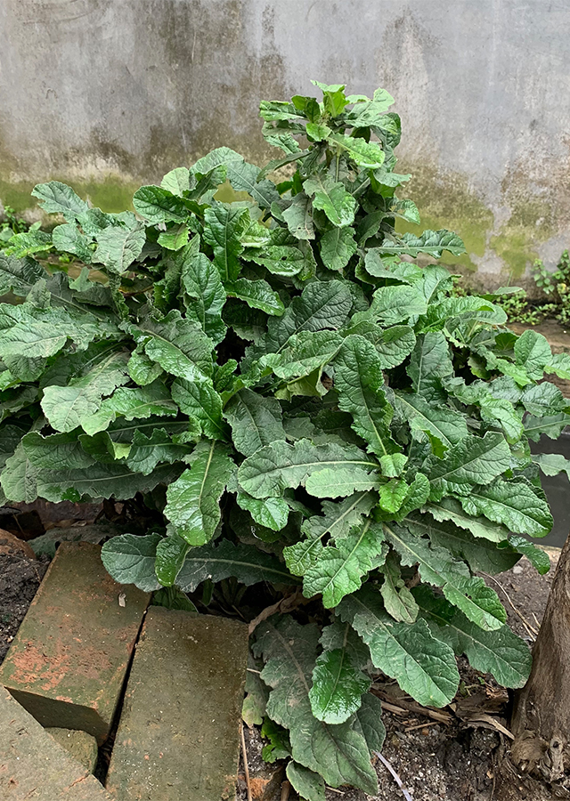 Ramuan Tapak Liman