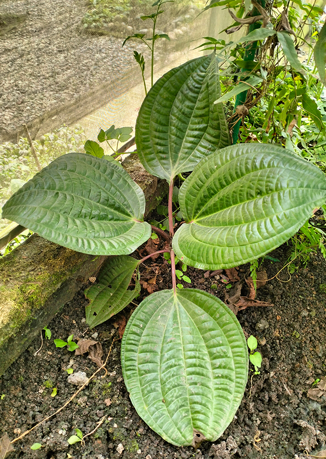 Kandungan Tapak Sulaiman