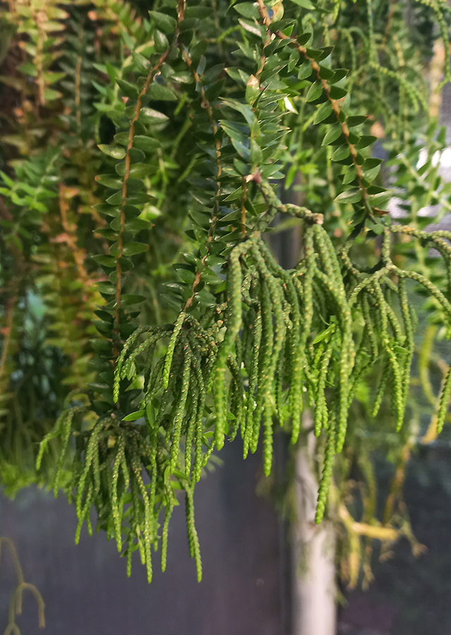 Ramuan Taratinggi