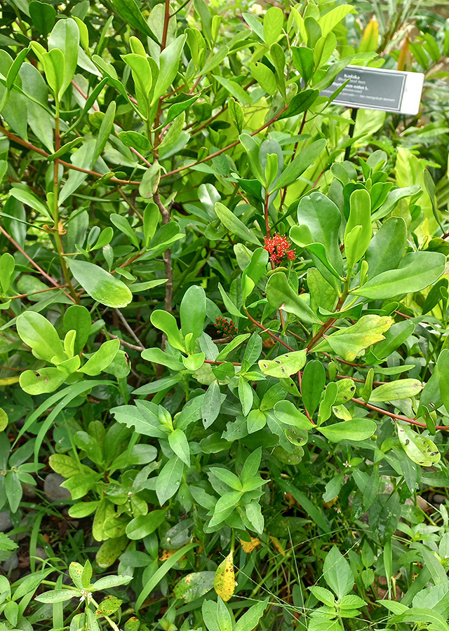 Kandungan Taruntum Merah