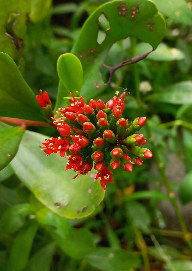 Ramuan Taruntum Merah