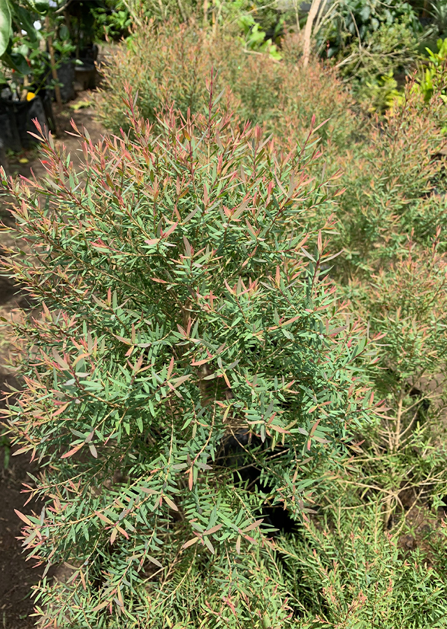 Ramuan Tea tree