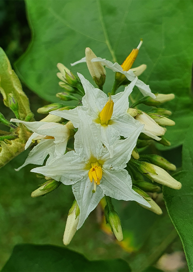 Kandungan Tekokak