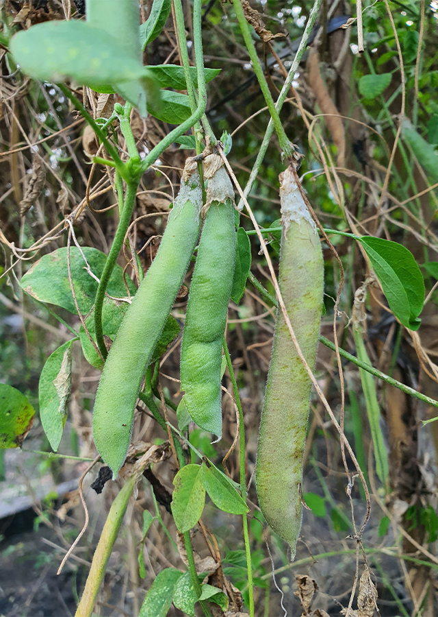 Ramuan Telang