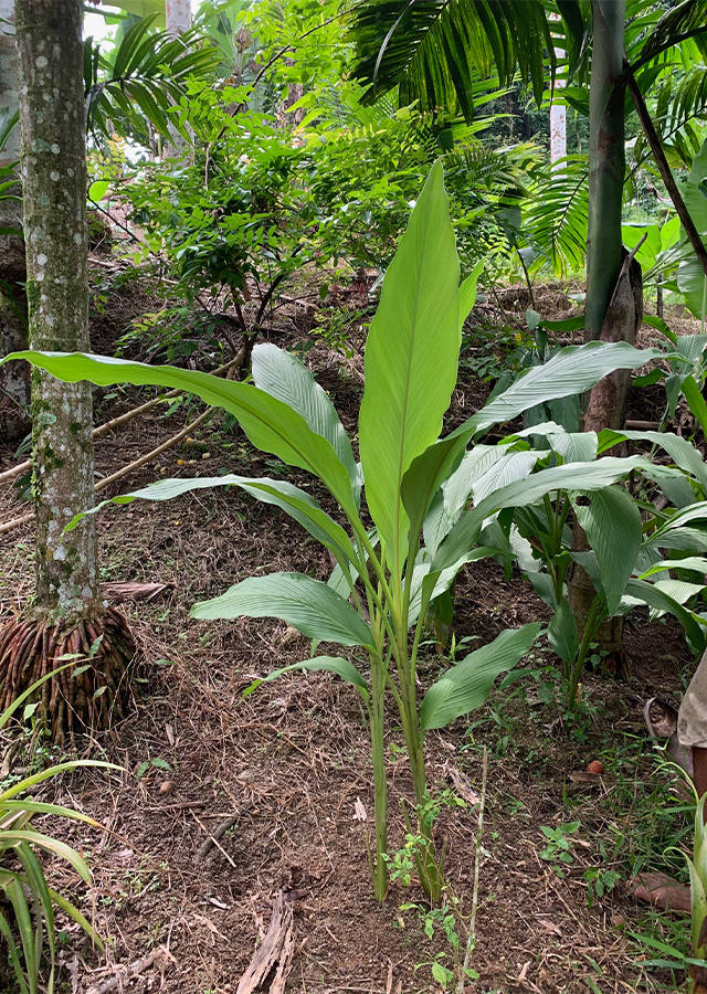 Kandungan Temu Mangga