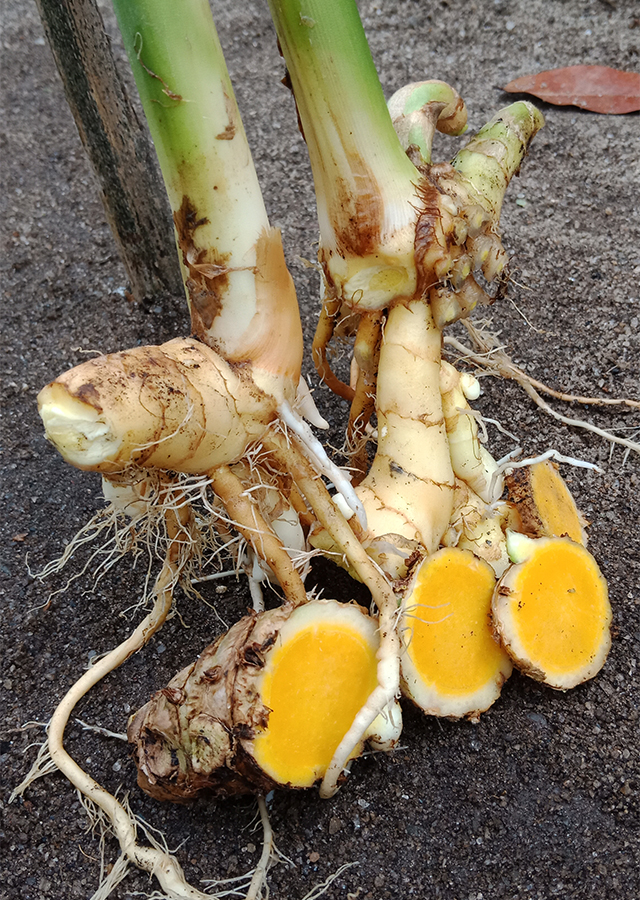 Ramuan Temu Mangga