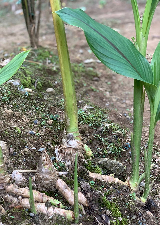 Kandungan Temu Putih