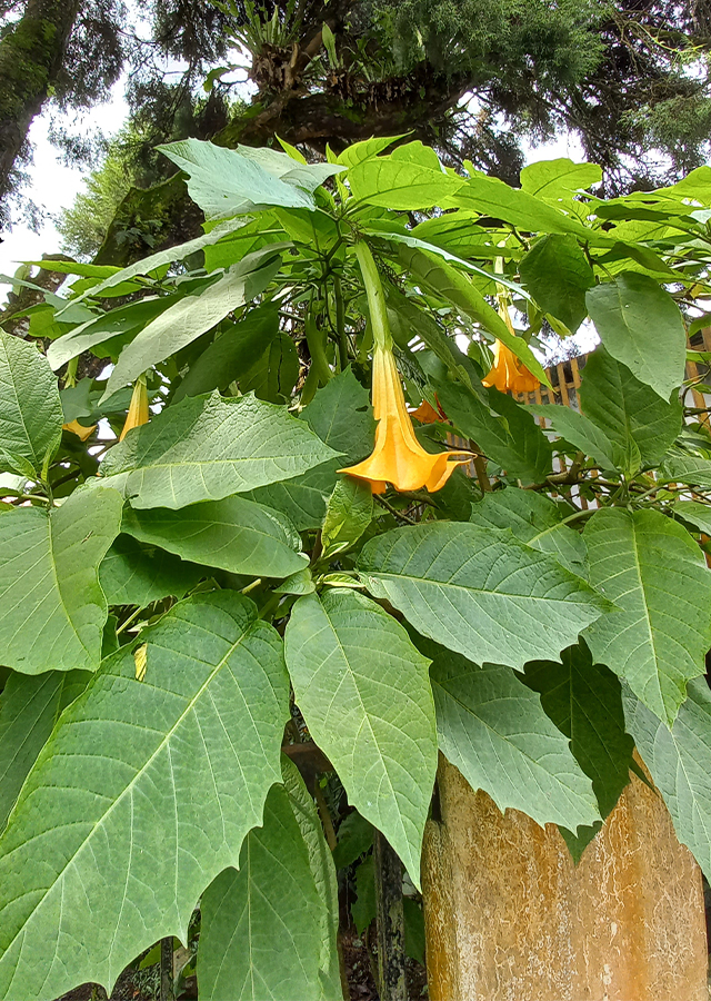 Kandungan Terompet Kuning