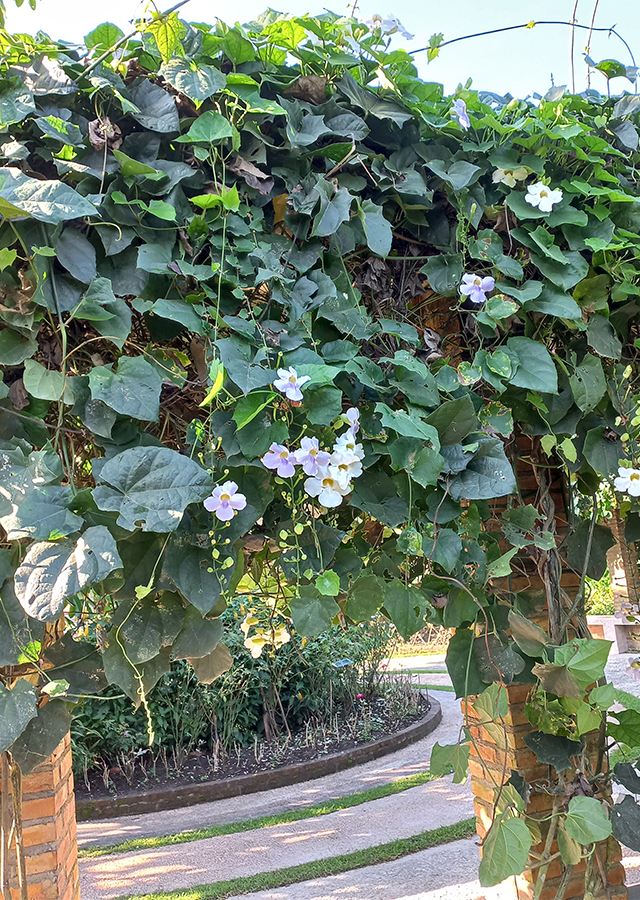 Ramuan Thunbergia