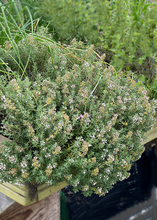Kandungan Thyme
