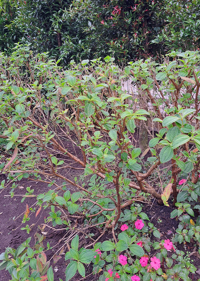 Ramuan Tibouchina