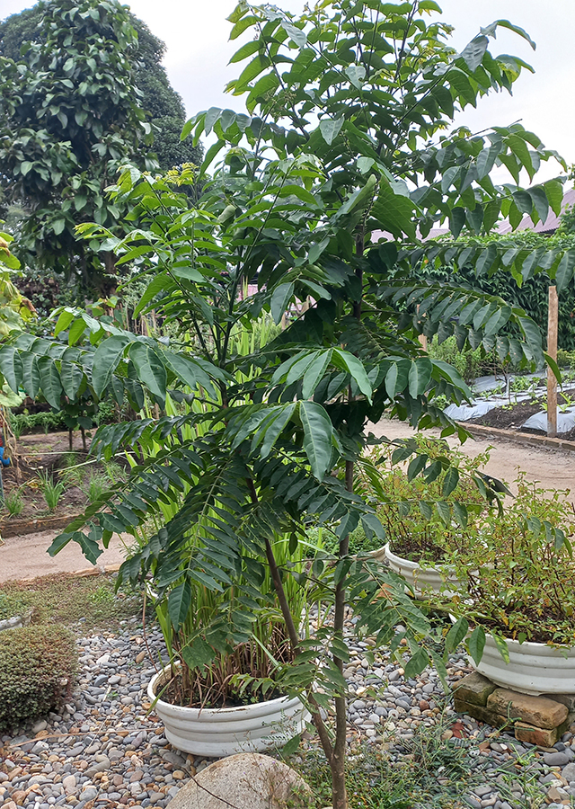 Kandungan Tikusan