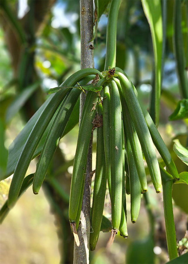 Penyebaran Vanili