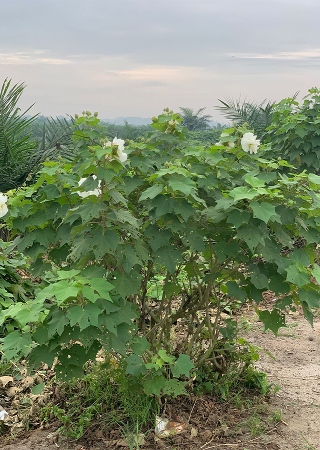 Kandungan Waru Landak