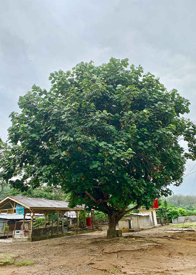 Kandungan Waru