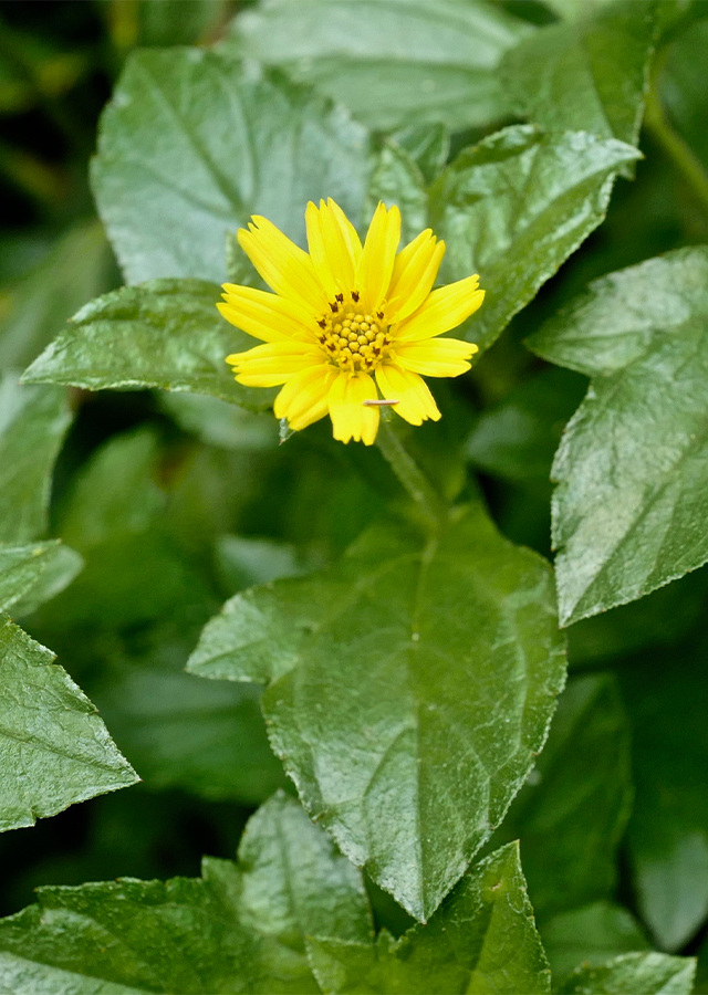 Kandungan Wedelia
